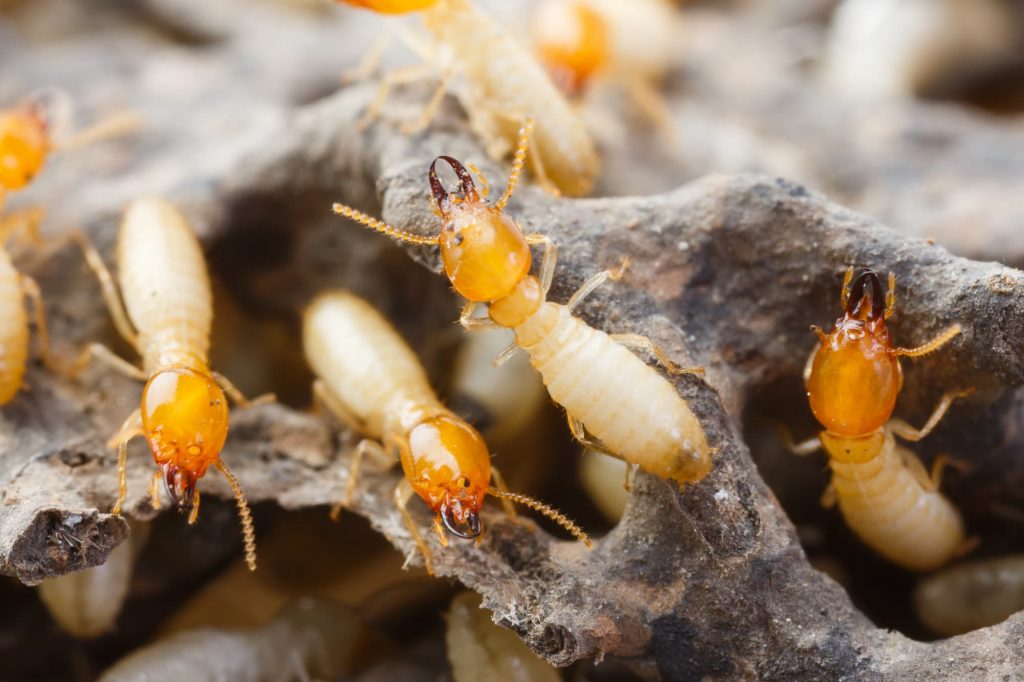 شركة مكافحة النمل الابيض بتبوك