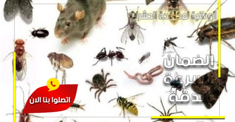 شركة مكافحة حشرات بمكة