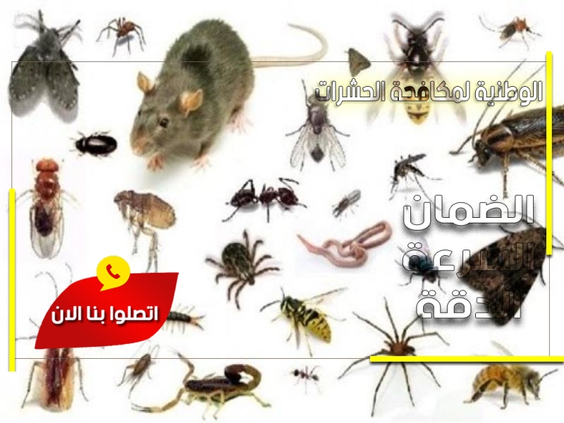 شركة مكافحة حشرات بمكة