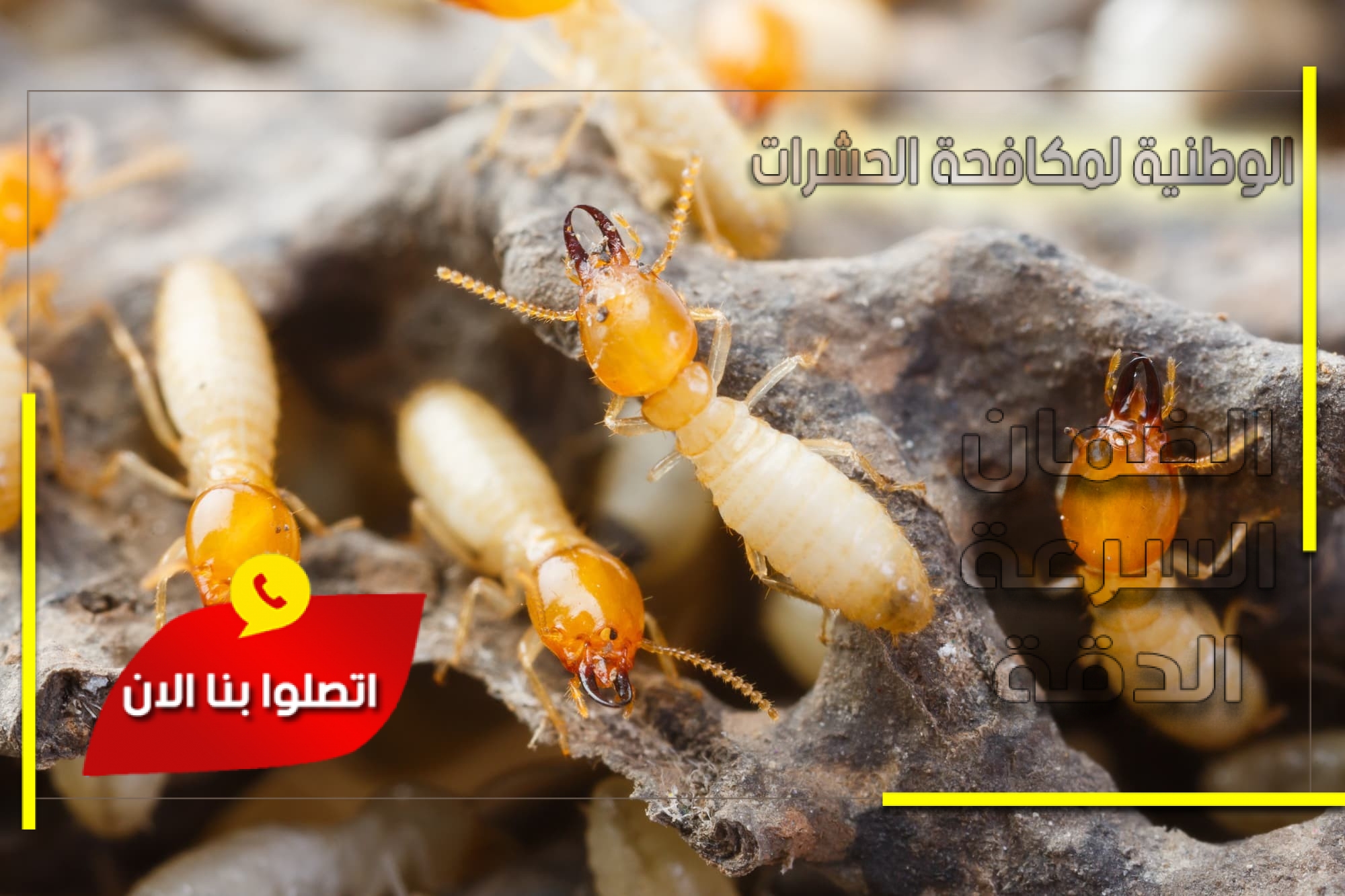 مكافحة النمل الابيض بجدة والقصيم