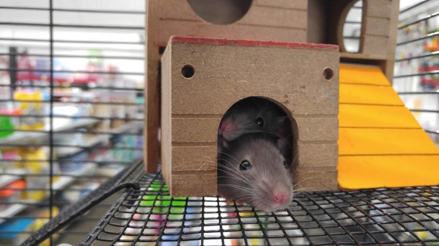 مكافحة الفئران بالدمام