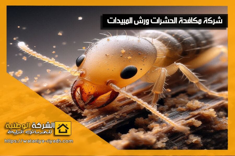 نوفر لك في شركة رش مبيدات بالجوف خدمات ابادة الحشرات بأساليب متطورة لضمان بيئة خالية من الحشرات المزعجة. احصل على استشارة مجانية الآن!